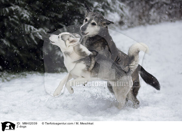 2 Hunde / 2 dogs / MM-02039