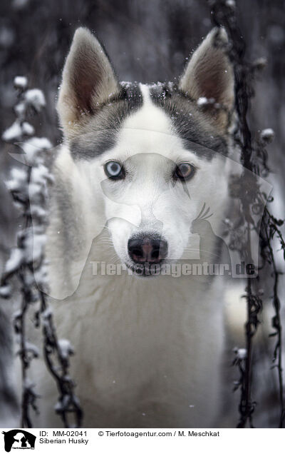 Siberian Husky / Siberian Husky / MM-02041