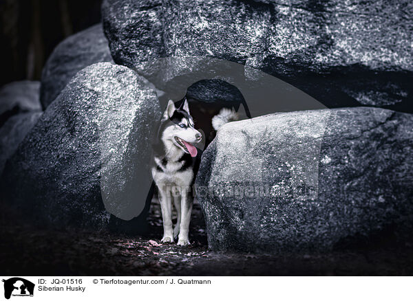 Siberian Husky / Siberian Husky / JQ-01516