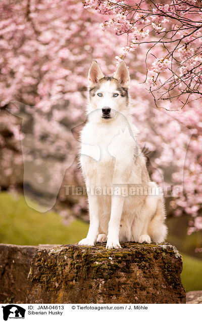 Siberian Husky / Siberian Husky / JAM-04613