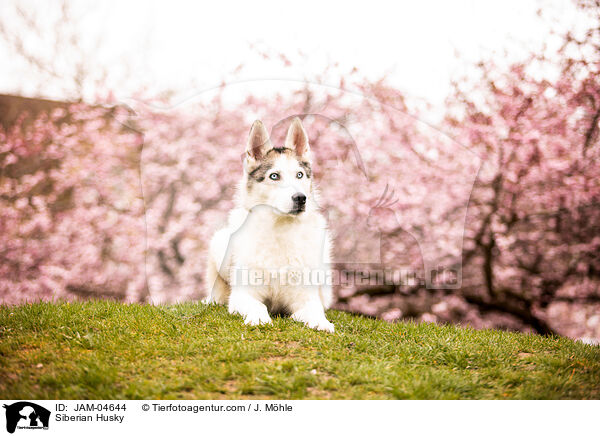 Siberian Husky / JAM-04644
