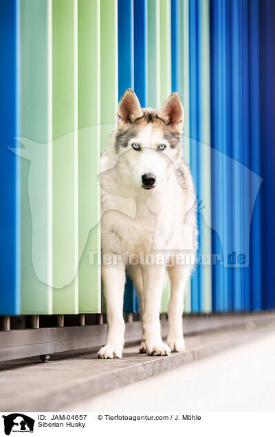 Siberian Husky / JAM-04657