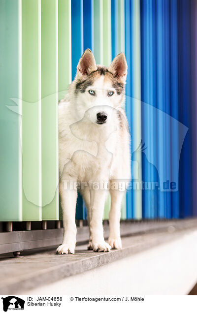 Siberian Husky / JAM-04658