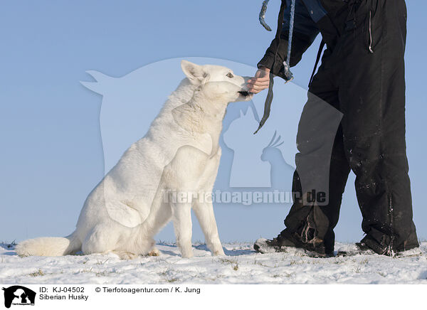 Siberian Husky / Siberian Husky / KJ-04502