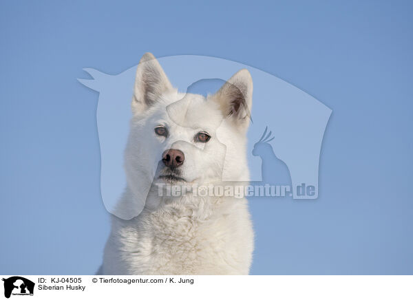 Siberian Husky / Siberian Husky / KJ-04505