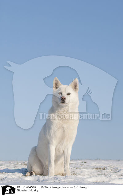 Siberian Husky / KJ-04509