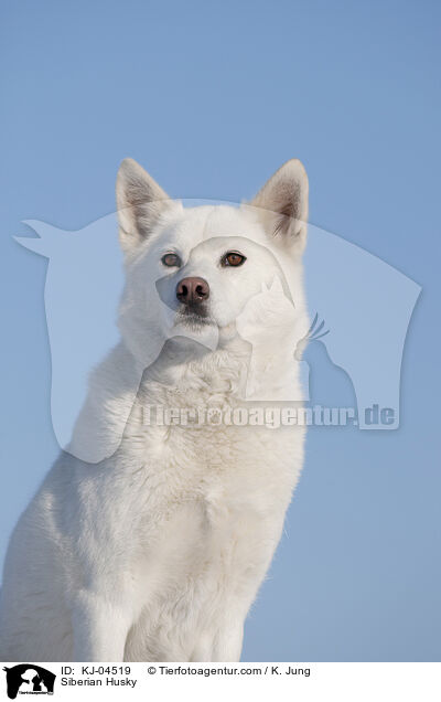 Siberian Husky / KJ-04519