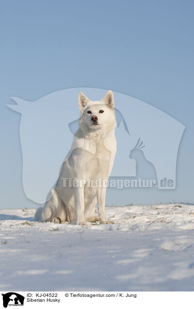 Siberian Husky / KJ-04522