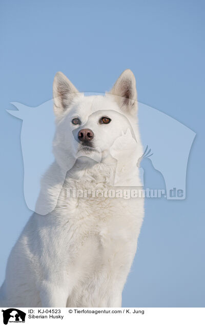 Siberian Husky / KJ-04523