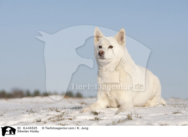 Siberian Husky / KJ-04525