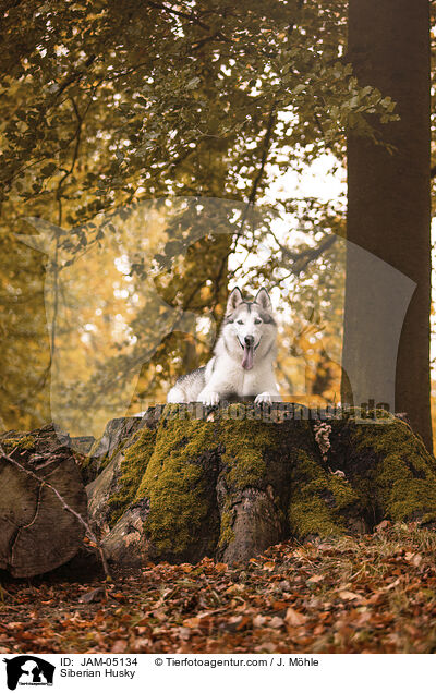 Siberian Husky / JAM-05134