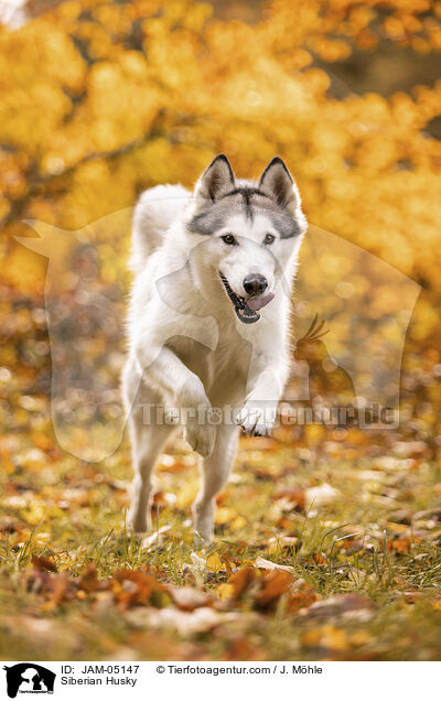 Siberian Husky / JAM-05147
