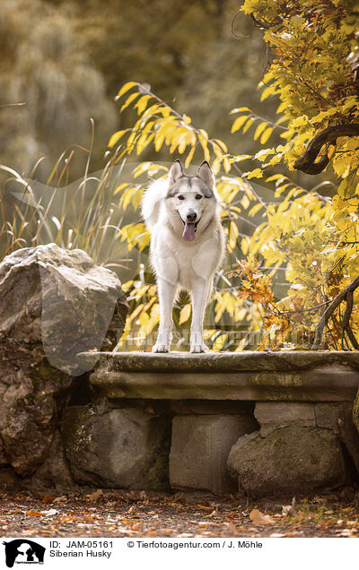 Siberian Husky / JAM-05161