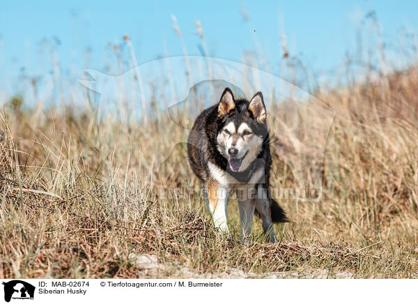 Siberian Husky / Siberian Husky / MAB-02674