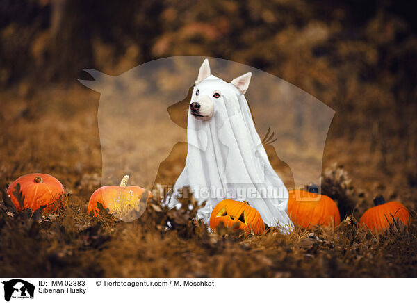 Siberian Husky / Siberian Husky / MM-02383