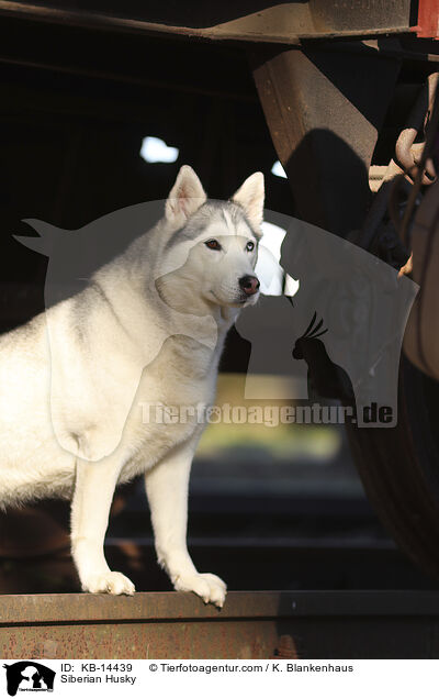 Siberian Husky / Siberian Husky / KB-14439