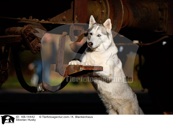 Siberian Husky / Siberian Husky / KB-14442