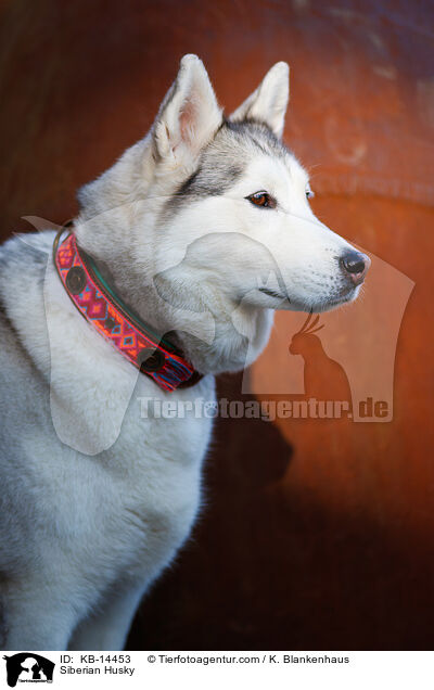 Siberian Husky / Siberian Husky / KB-14453