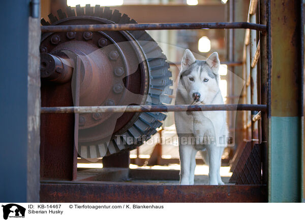 Siberian Husky / Siberian Husky / KB-14467