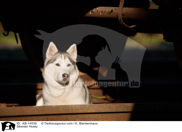Siberian Husky / Siberian Husky / KB-14539