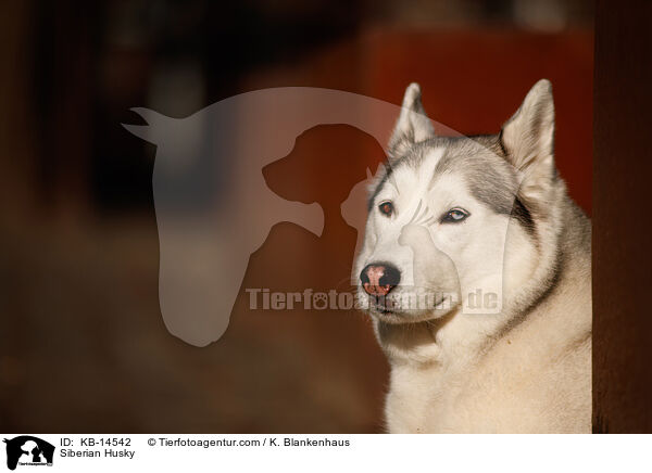 Siberian Husky / Siberian Husky / KB-14542
