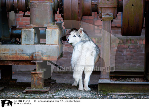Siberian Husky / Siberian Husky / KB-14548