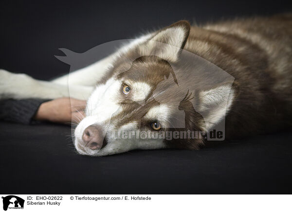 Siberian Husky / Siberian Husky / EHO-02622