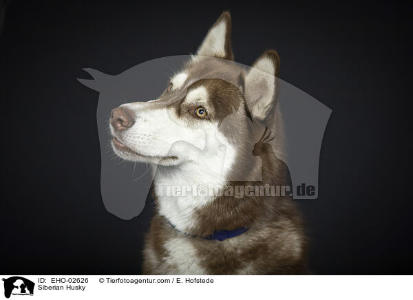 Siberian Husky / Siberian Husky / EHO-02626