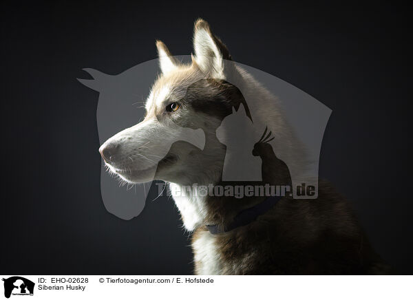 Siberian Husky / Siberian Husky / EHO-02628