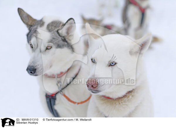 Siberian Huskys / Siberian Huskys / MAW-01310