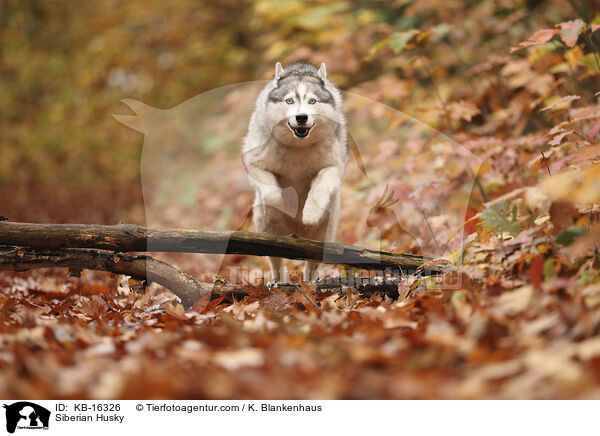 Siberian Husky / Siberian Husky / KB-16326