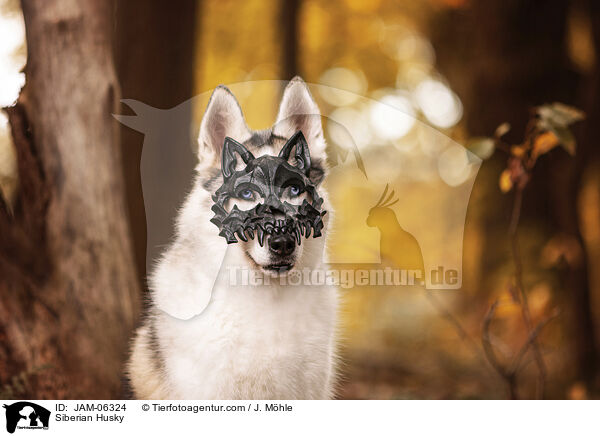 Siberian Husky / Siberian Husky / JAM-06324