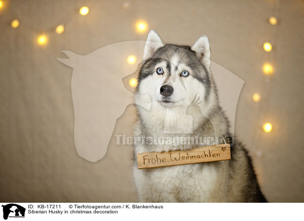 Siberian Husky in christmas decoration / KB-17211