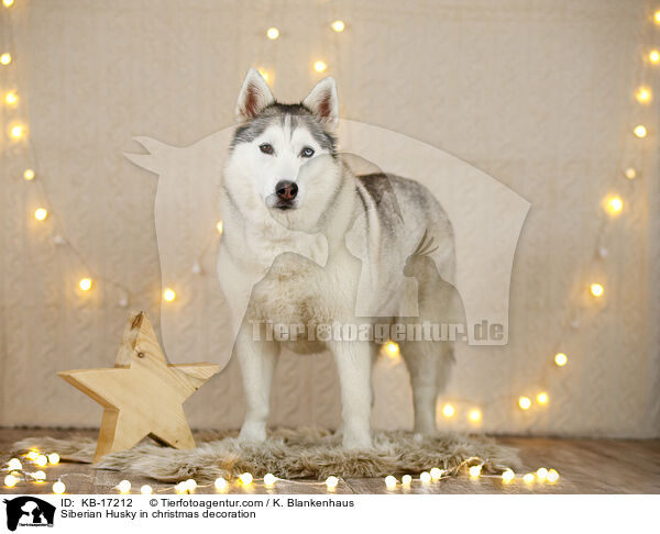 Siberian Husky in Weihnachtsdeko / Siberian Husky in christmas decoration / KB-17212