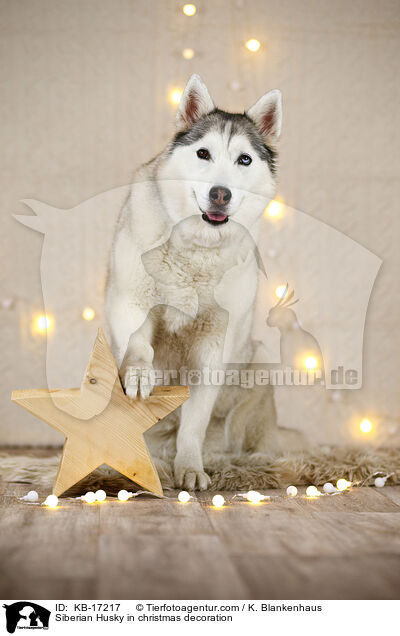 Siberian Husky in Weihnachtsdeko / Siberian Husky in christmas decoration / KB-17217