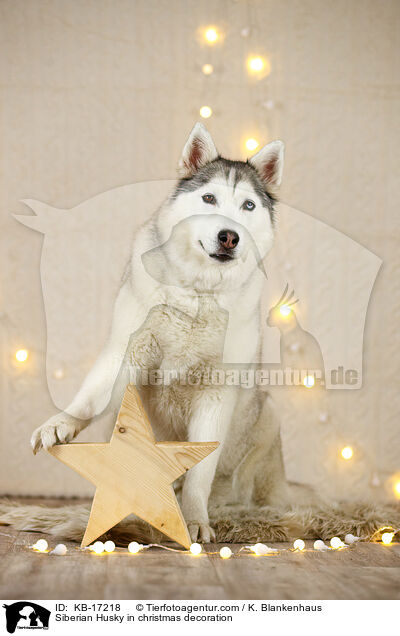 Siberian Husky in Weihnachtsdeko / Siberian Husky in christmas decoration / KB-17218