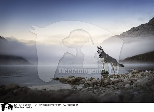 Siberian Husky / CF-02618