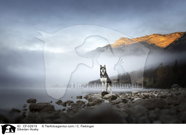 Siberian Husky / CF-02619