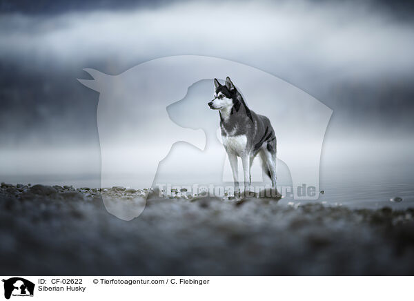 Siberian Husky / CF-02622