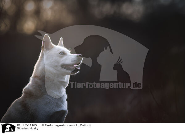 Siberian Husky / LP-01165