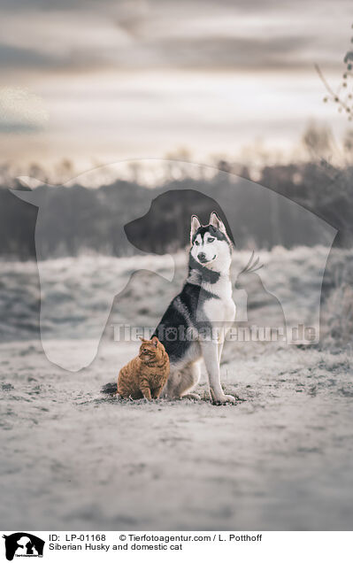 Siberian Husky and domestic cat / LP-01168