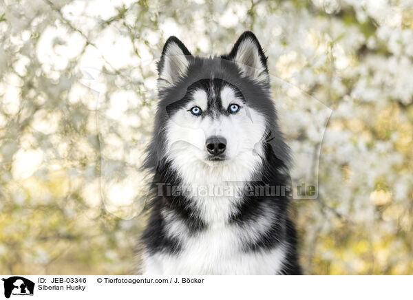 Siberian Husky / Siberian Husky / JEB-03346
