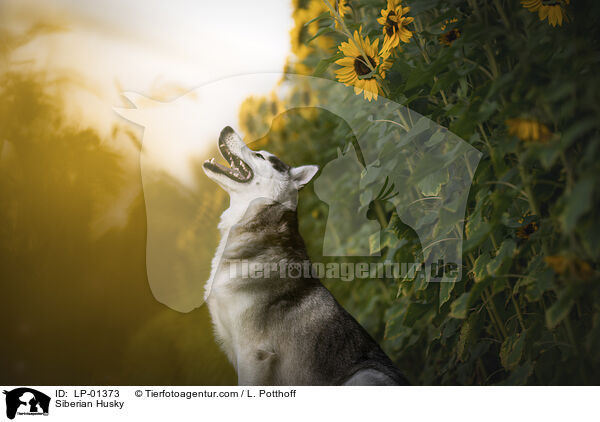 Siberian Husky / Siberian Husky / LP-01373