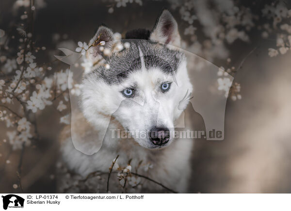 Siberian Husky / Siberian Husky / LP-01374