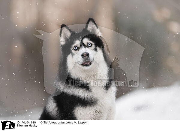Siberian Husky / Siberian Husky / VL-01180