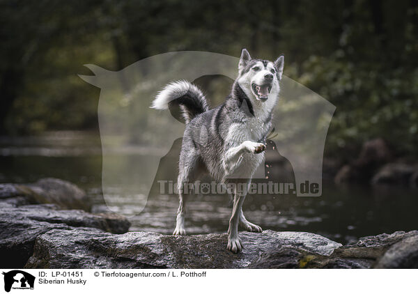 Siberian Husky / Siberian Husky / LP-01451