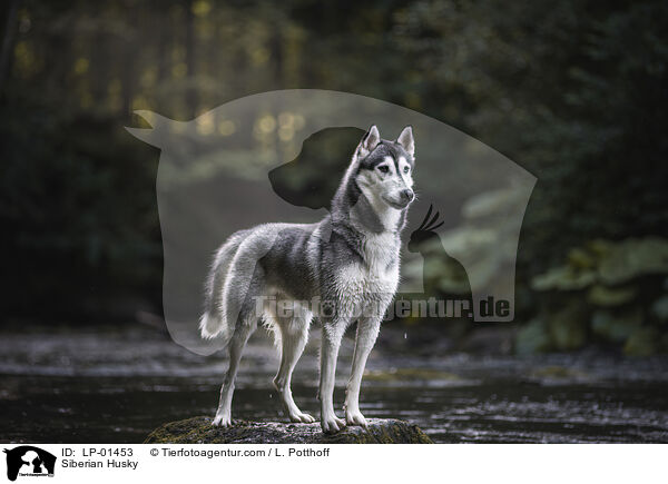 Siberian Husky / Siberian Husky / LP-01453