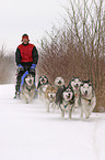 Siberian Husky Musher Training