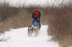 Siberian Husky Musher Training