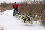Siberian Husky Musher Training